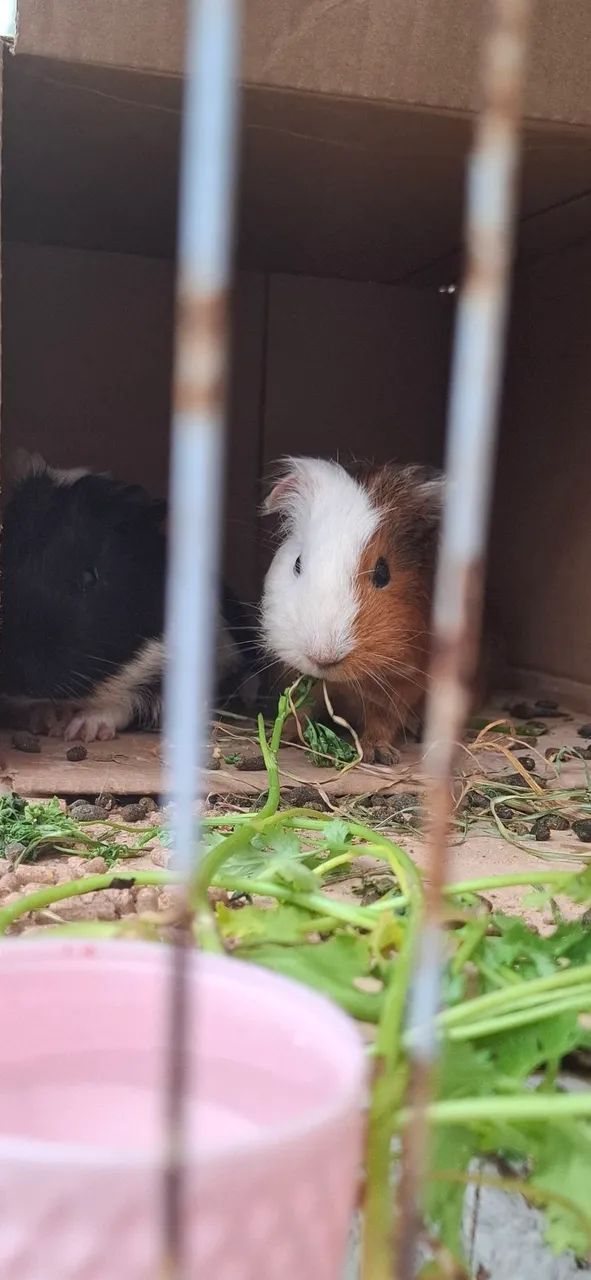 Doação responsável de dois porquinhos da Índia  - Foto 2