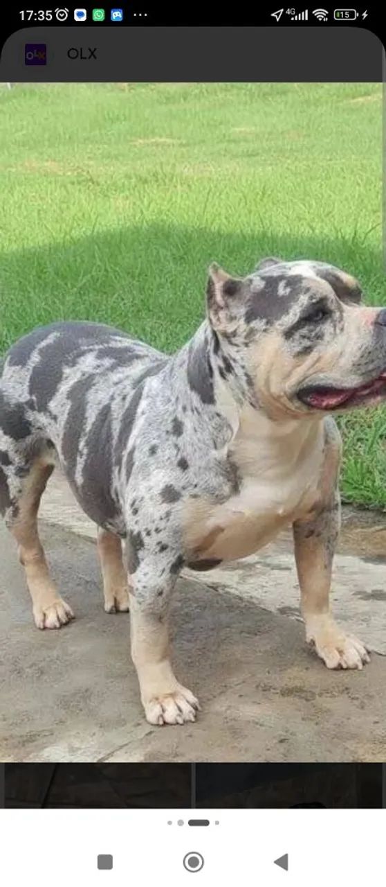 Filhotes de American Bully 
