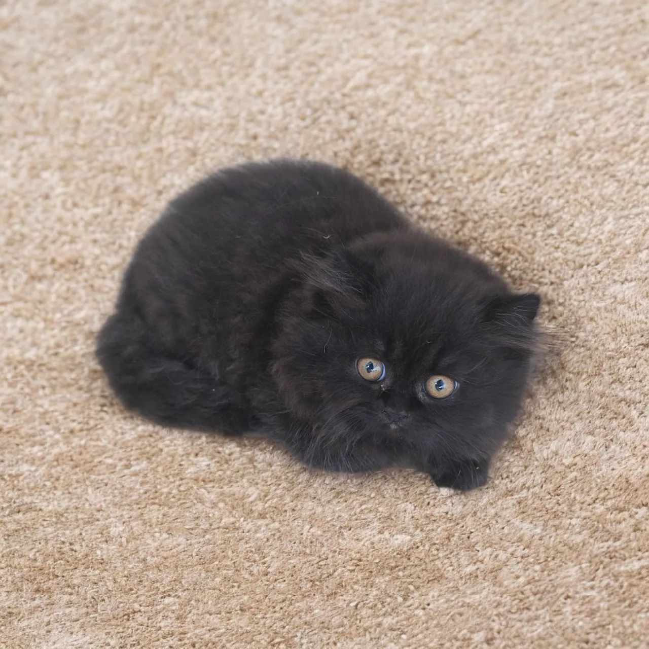 Gato Persa  - Foto 2