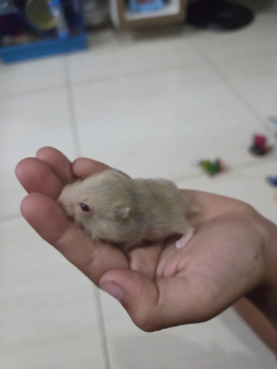 Vendo Hamester anão russo  - Foto 2