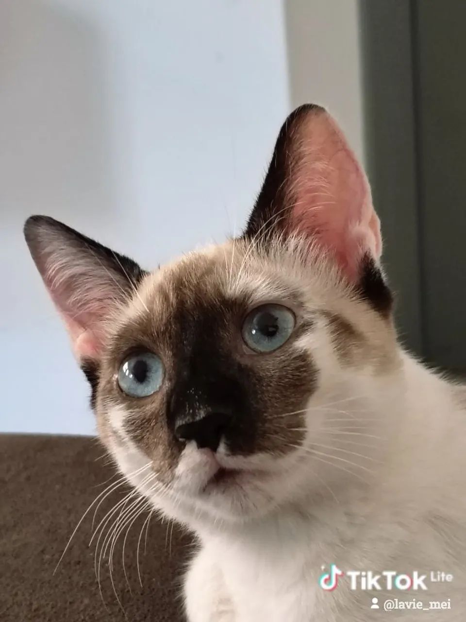 Gatas para adoção - Foto 6