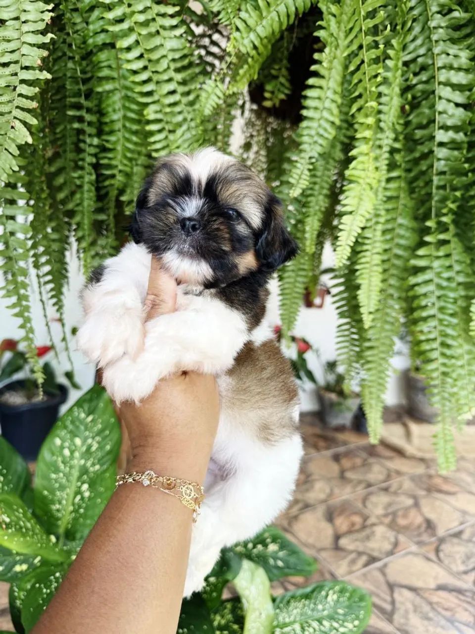 Shih Tzu brincalhão 