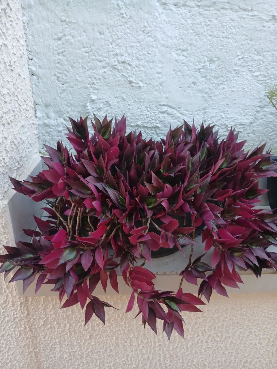 Lambari roxo - Foto 2