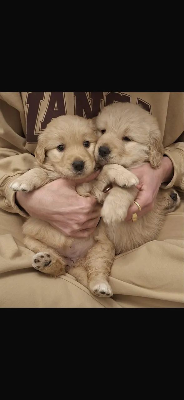 pet