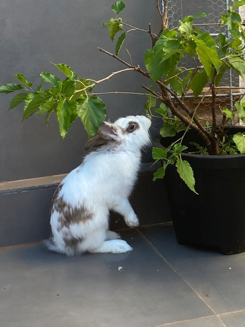Coelho de estimação com todas as coisas necessárias junto  - Foto 2