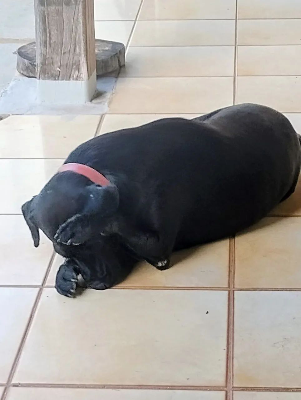 Doce doguinho castrado para adoção  - Foto 3