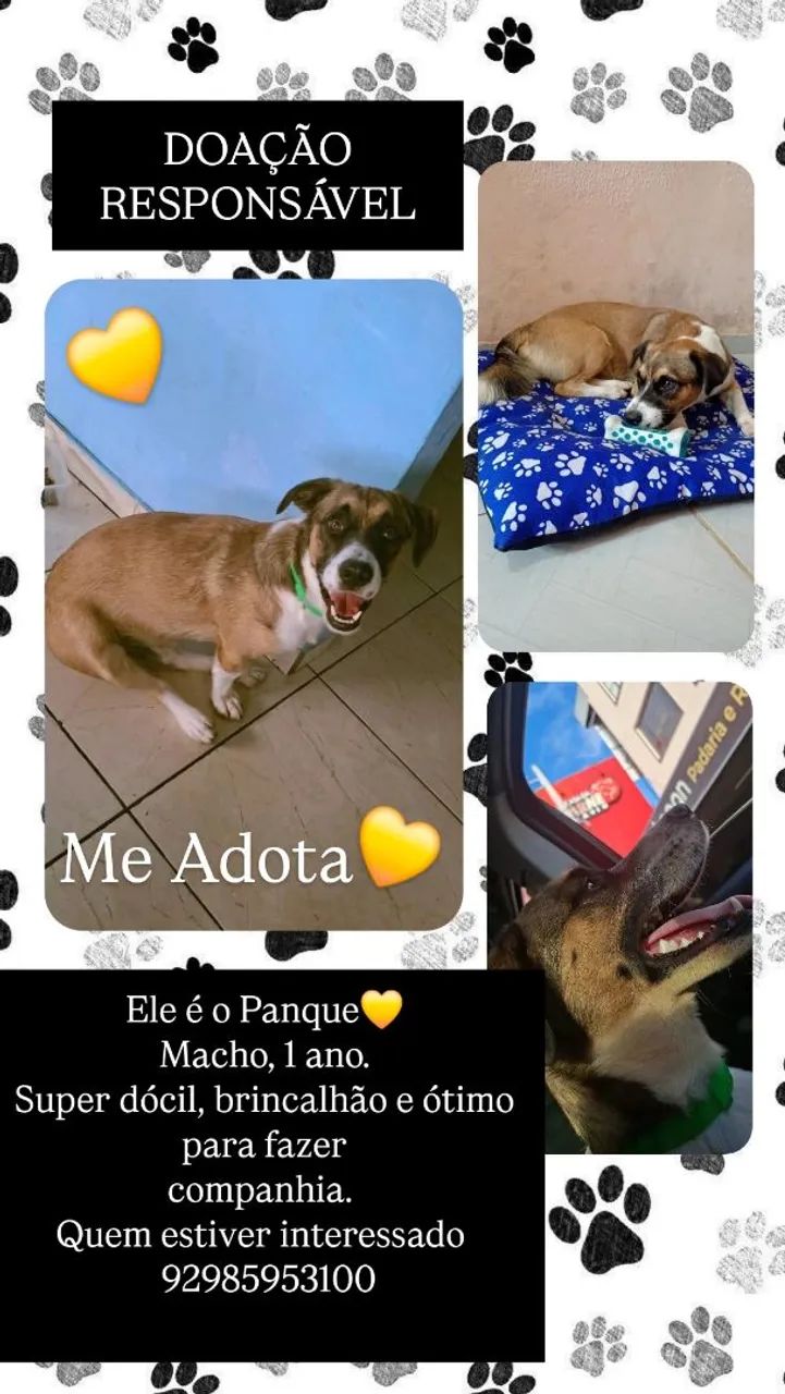 Adoção de Cachorro