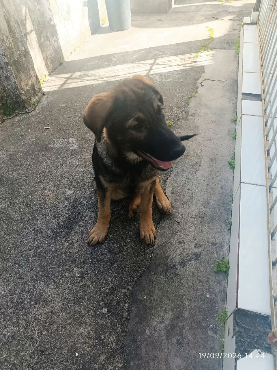 Cachorro 