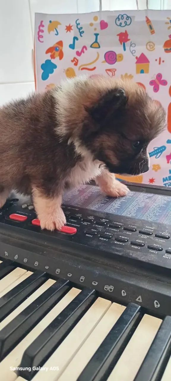 Spitz alemão anão  - Foto 2