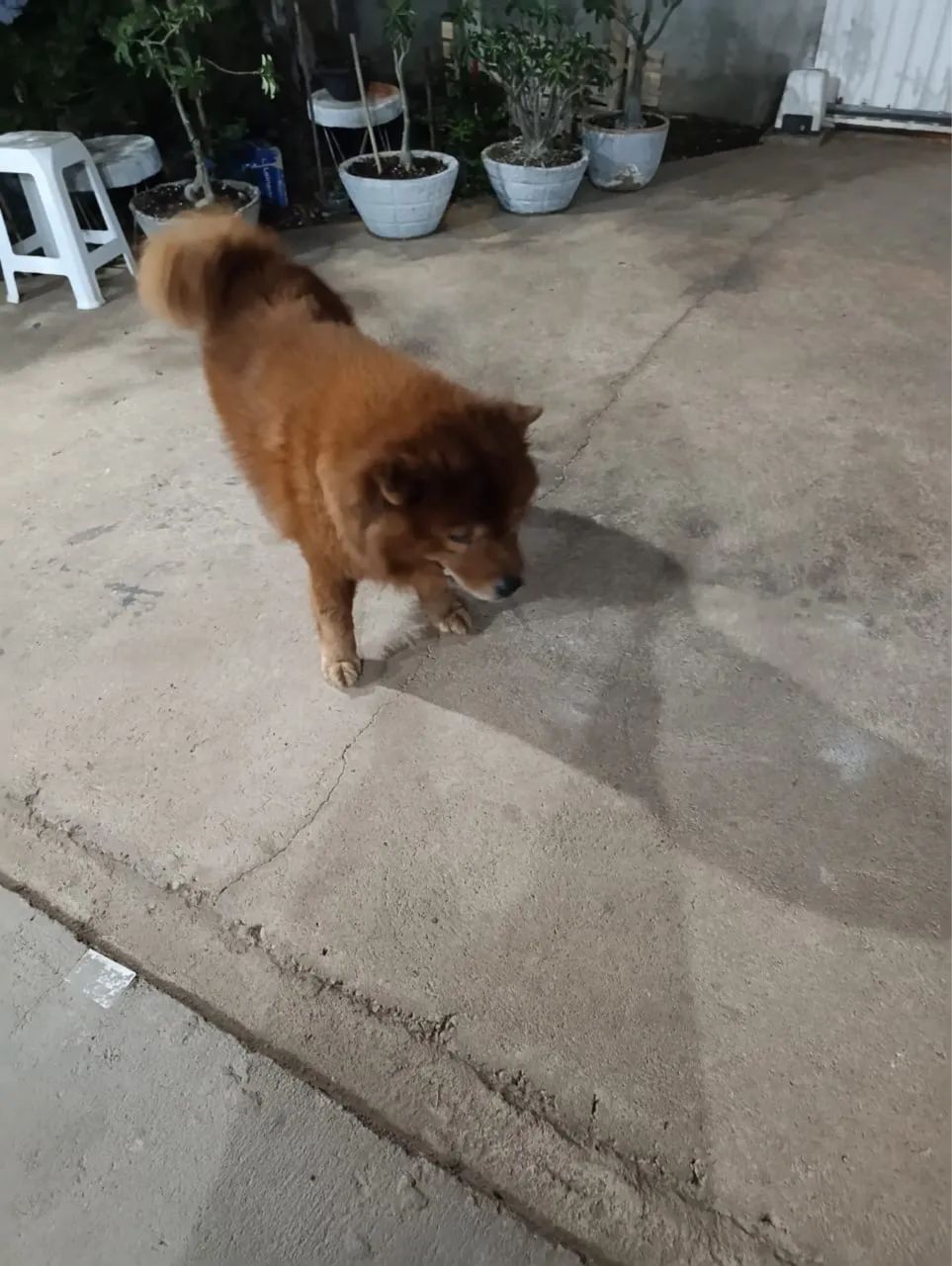 Vende-se  chow chow  - Foto 2