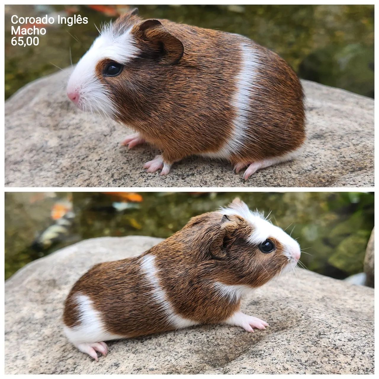 Porquinho da índia  - Foto 5