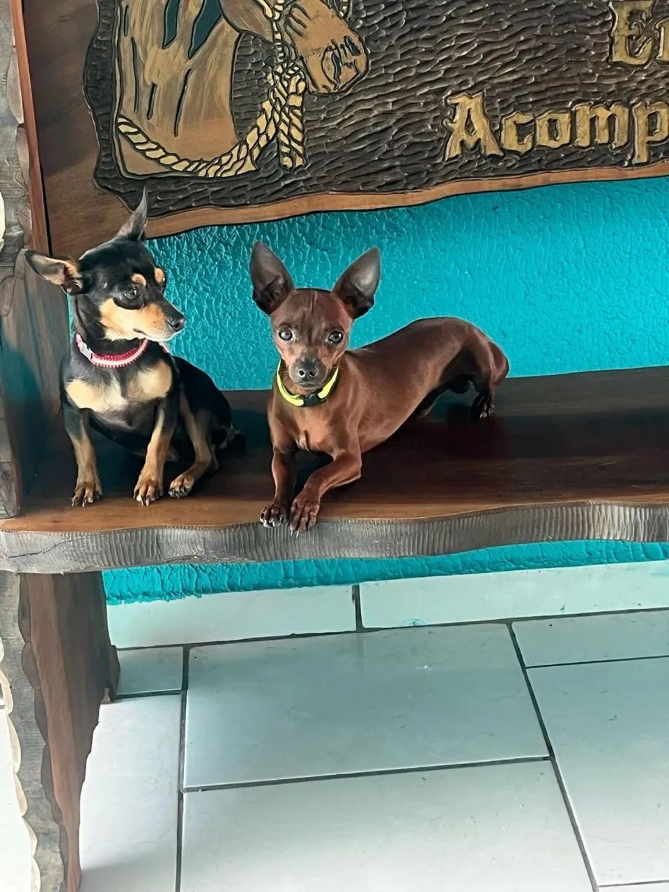 Pinscher