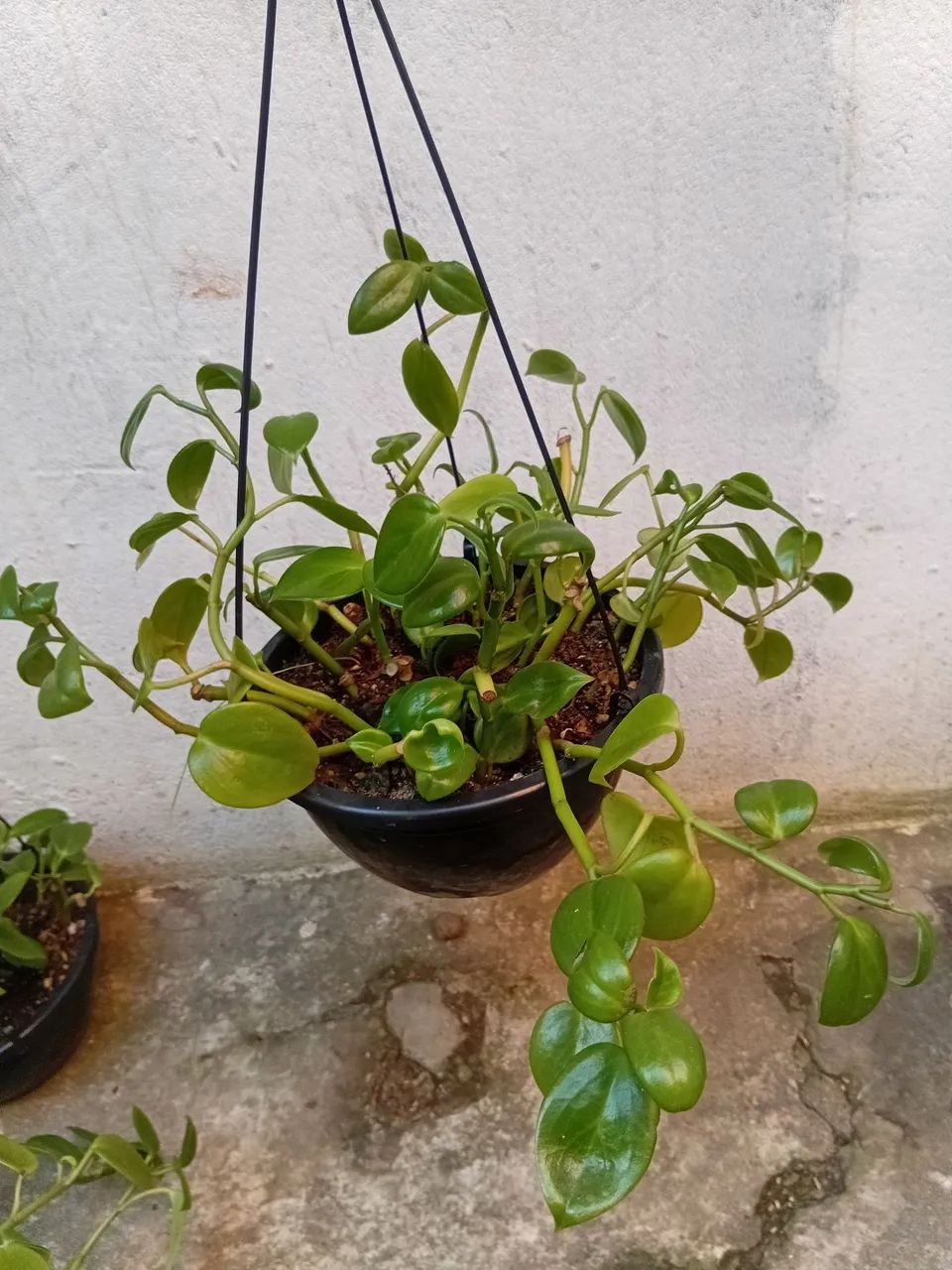 Vende se  - Foto 2