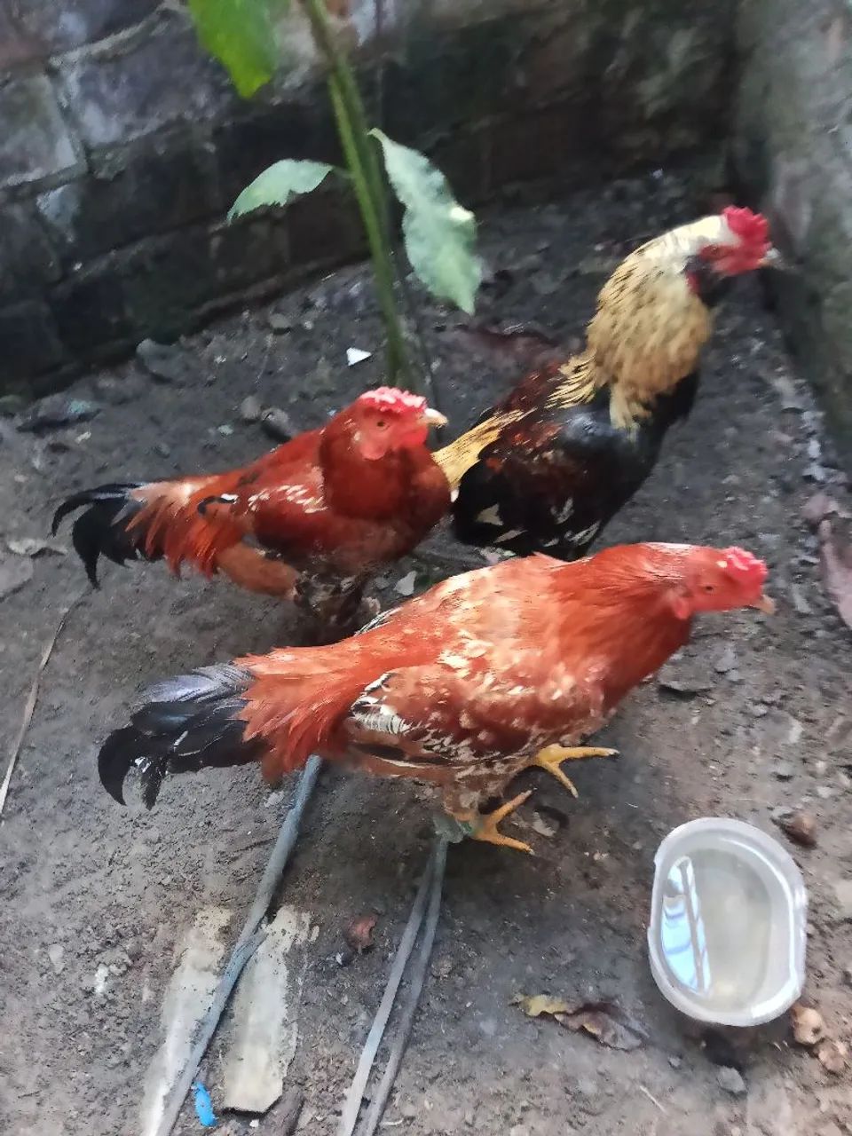 Frango/galo 