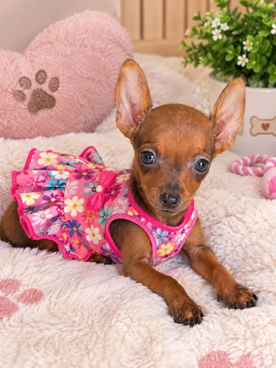 Pinscher fêmea. 