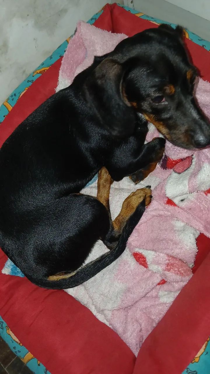 Cachorra salsicha