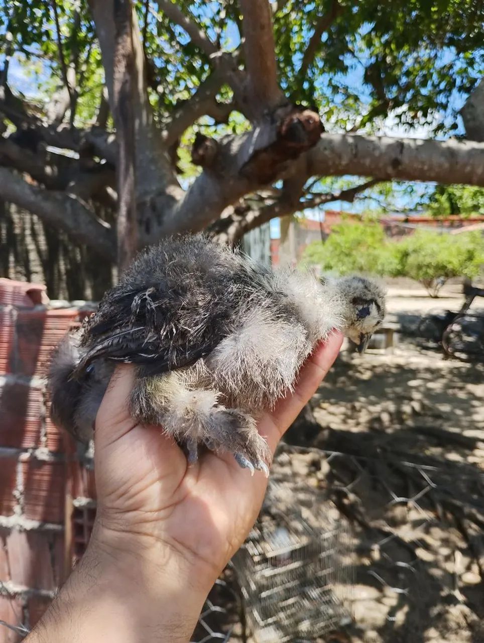 Frango de sedosa e Brahma  - Foto 4