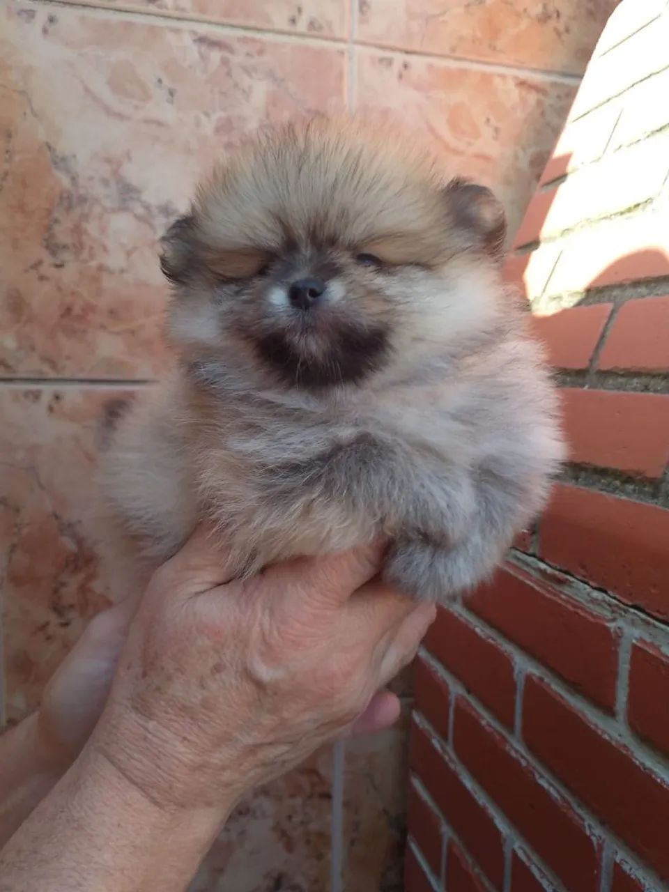 LULU FEMEA E MACHINHO 