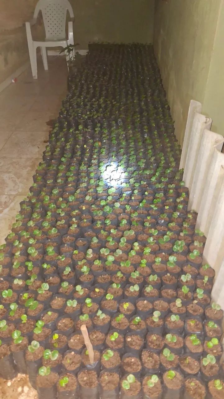 Mudas de Café Catuaí  - Foto 3