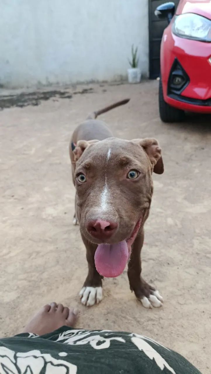 Filhote Pitbull 