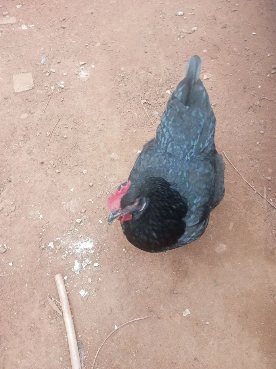 Frango caipira  - Foto 3