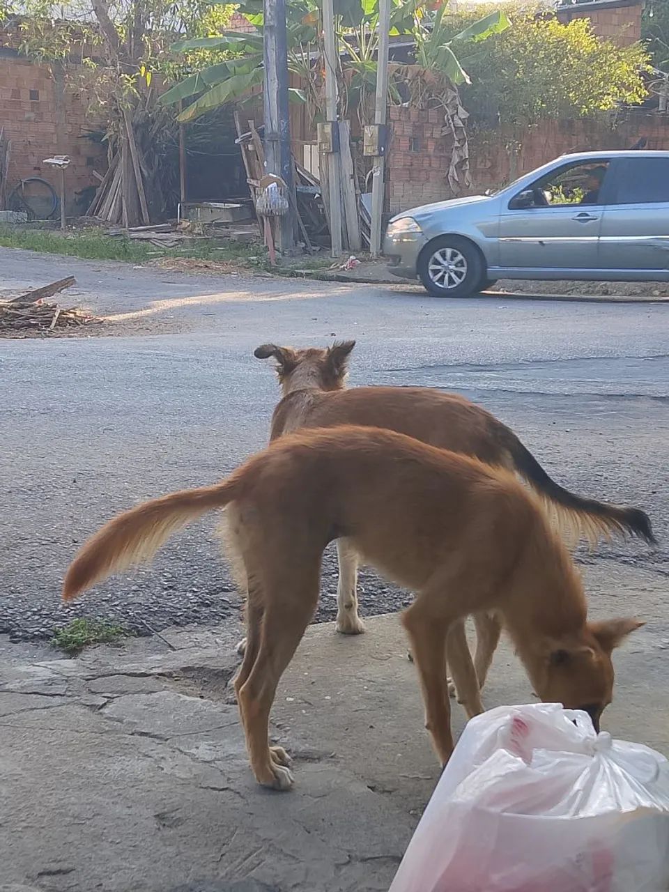 Doação  - Foto 3