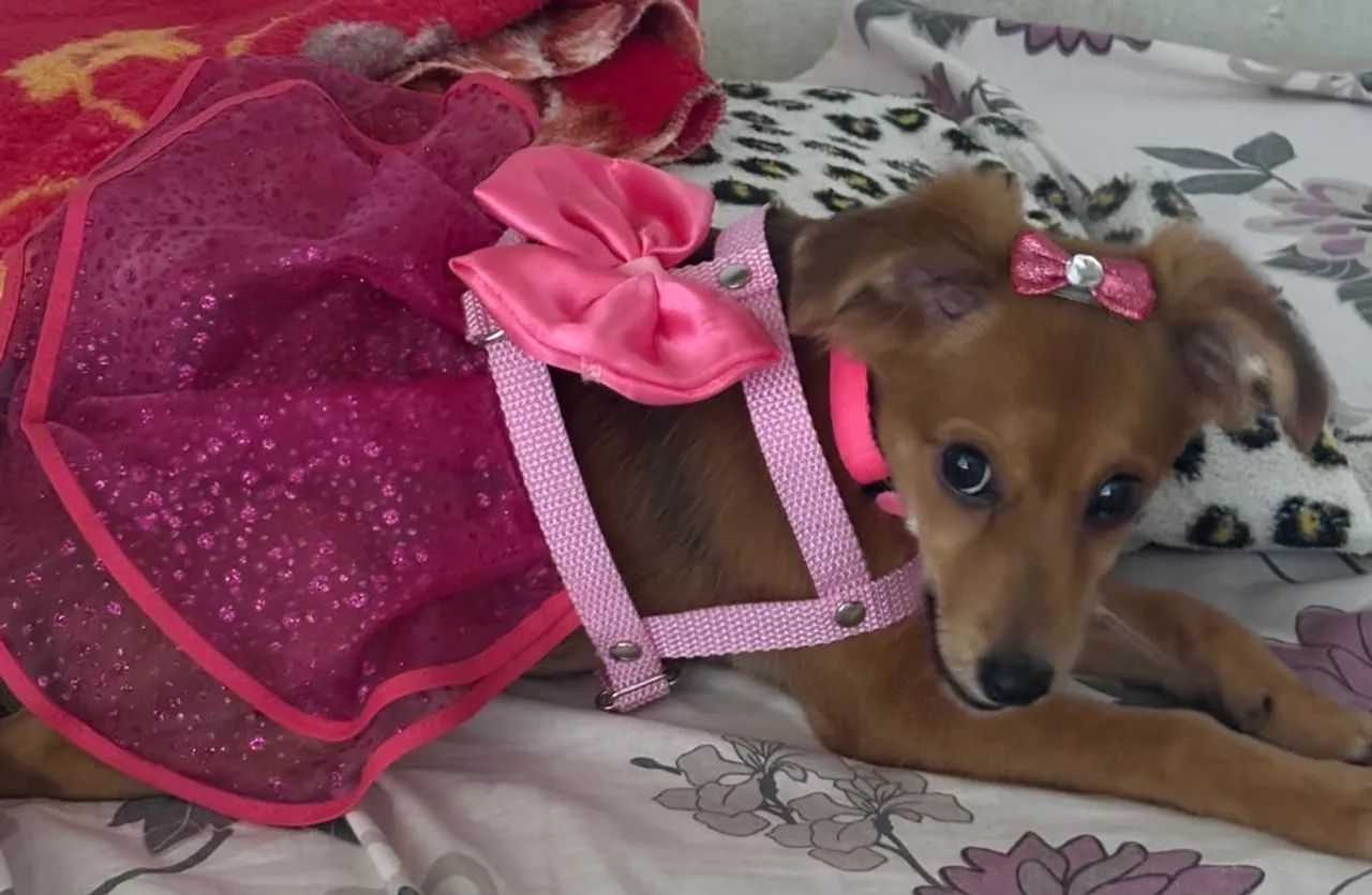 BOLSA PET ROSA E ACESSÓRIOS PET ROSA - Foto 3