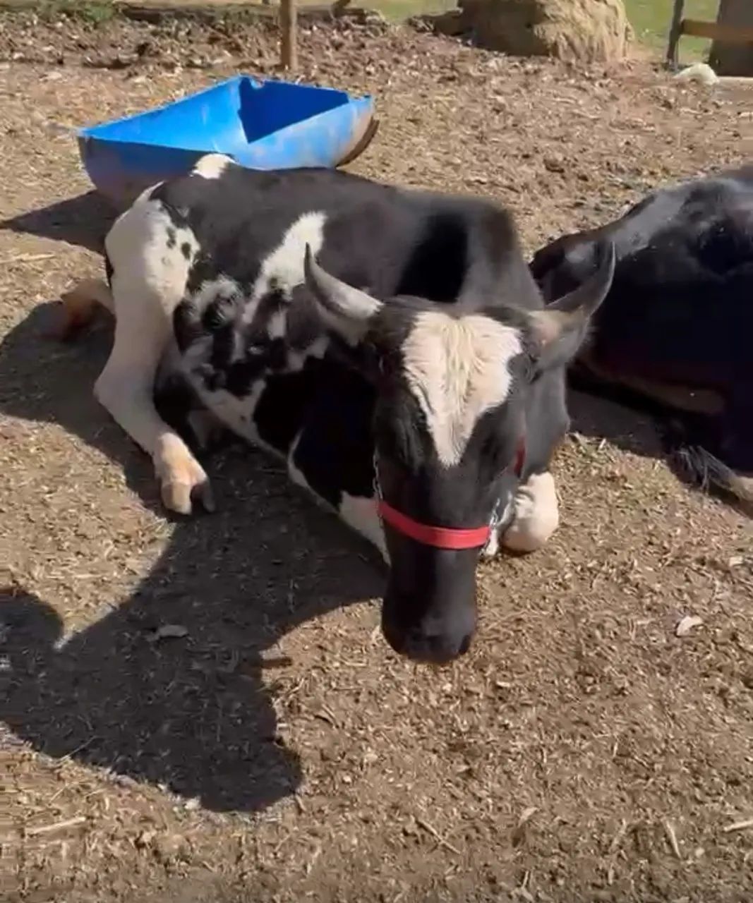 Vaca a venda  - Foto 4