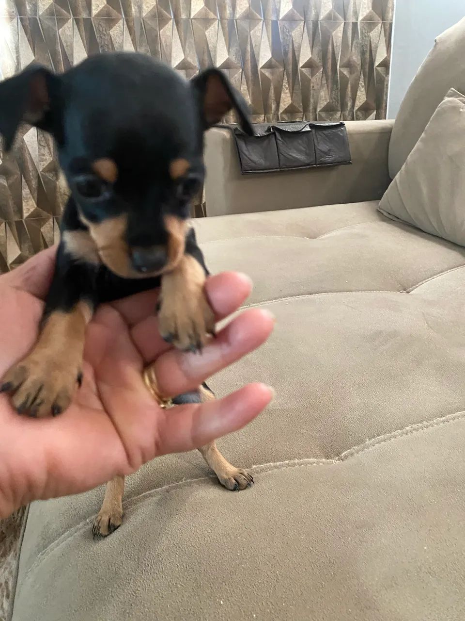 Pinscher  - Foto 2