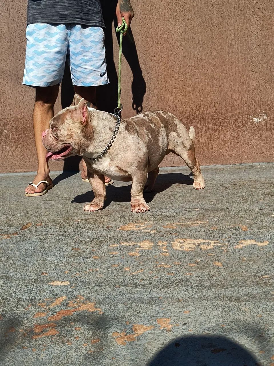 Américan Bully micro.