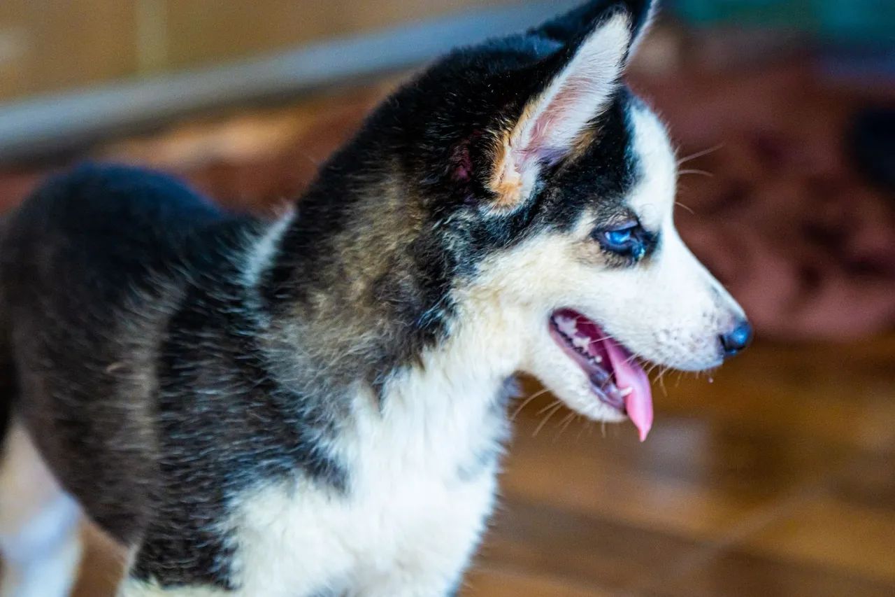 Vendo filhotes de Husky Siberiano 
