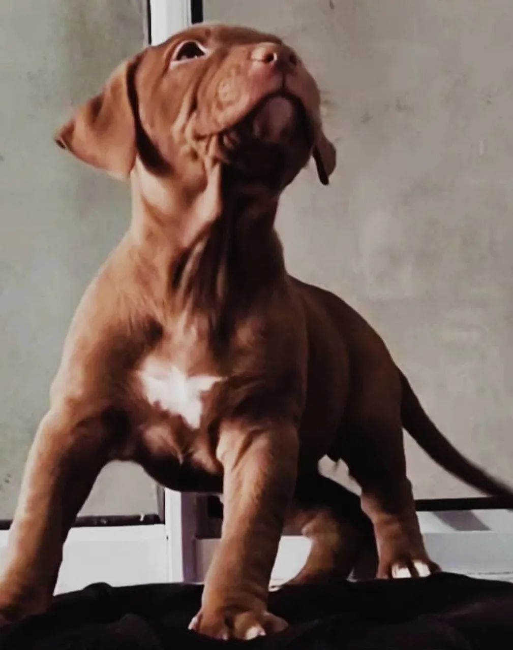 Pitmonster  - Foto 2