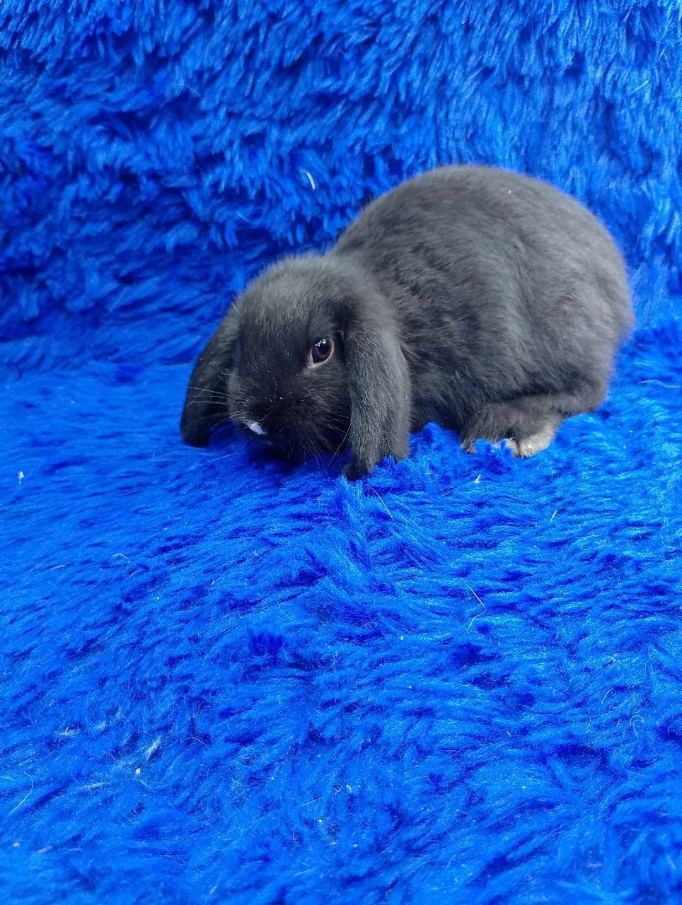 Mini coelho  - Foto 2