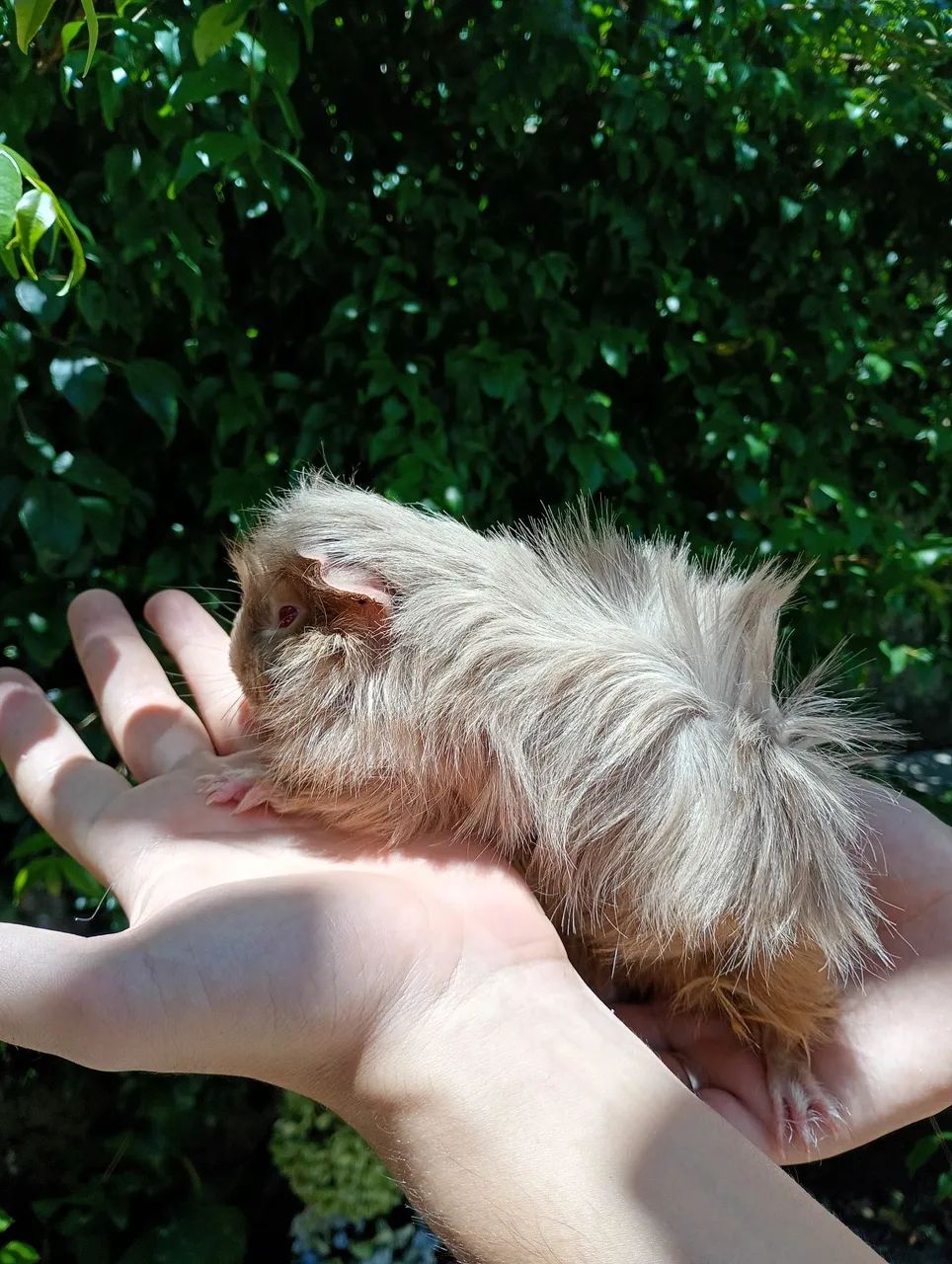 Filhote de porquinho da índia peruano