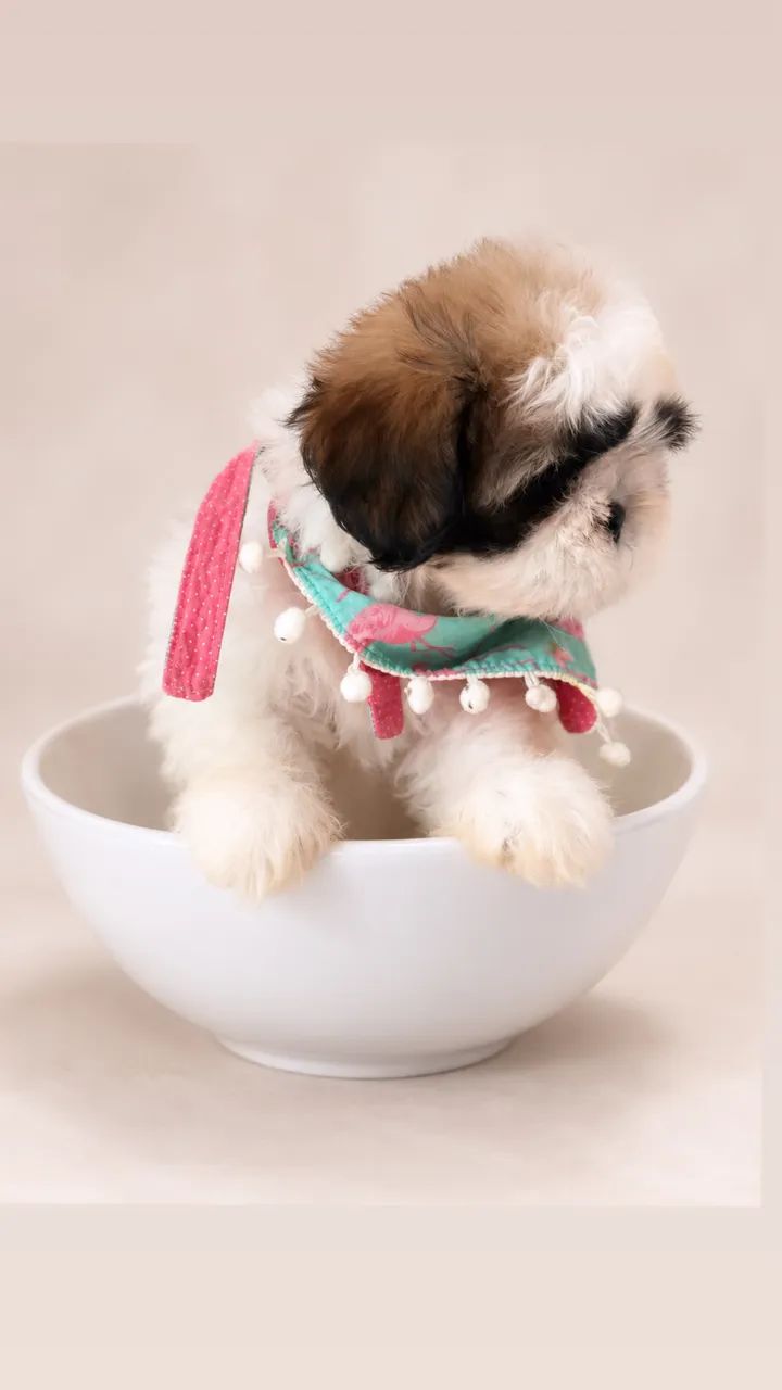 Filhote de shihtzu - Foto 2