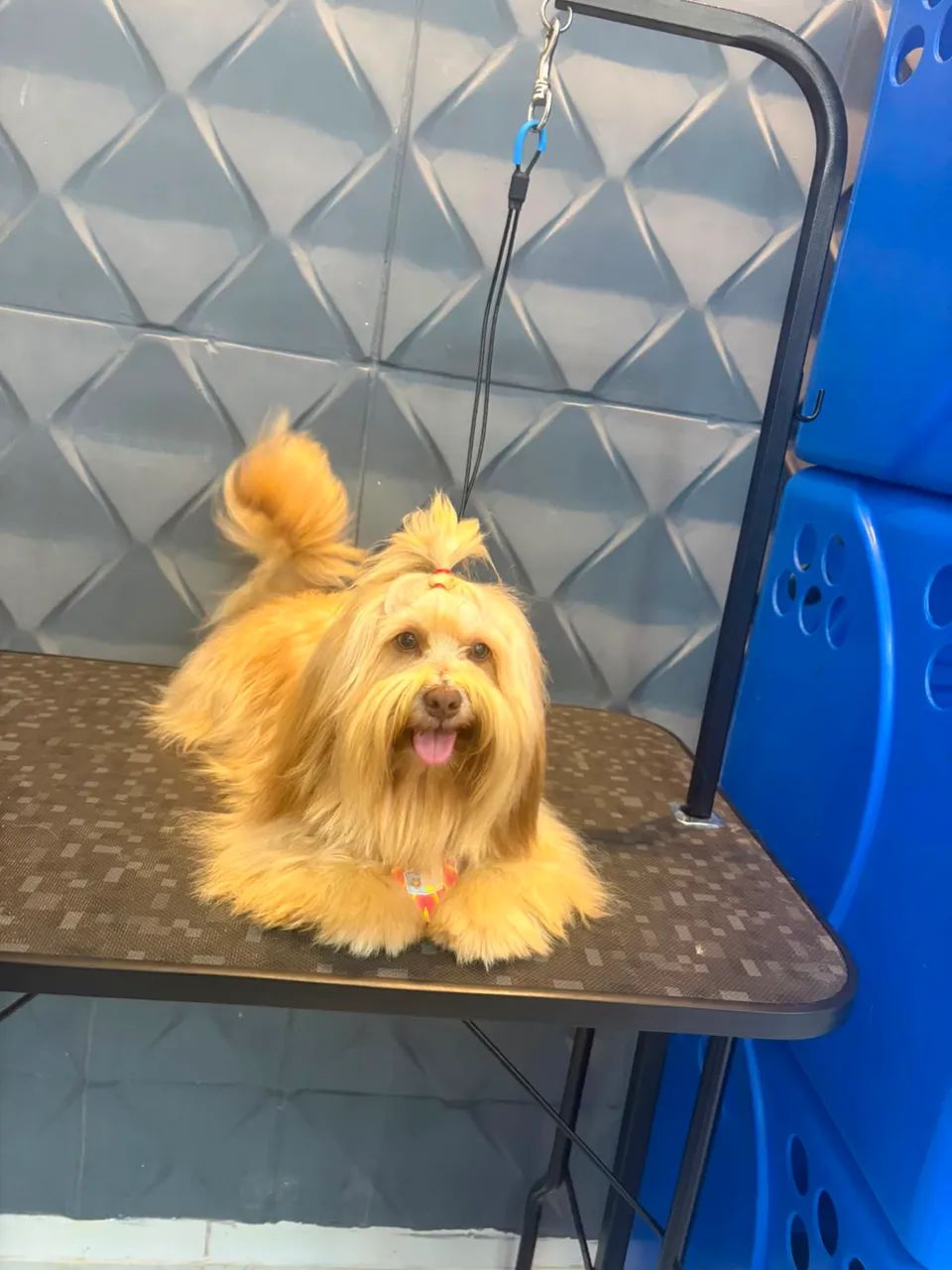 Lhasa apso - Foto 5