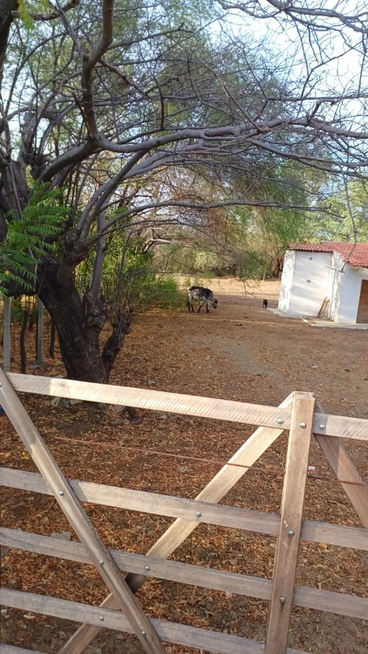 GRANJA SÍTIO CAICÓ - Foto 2