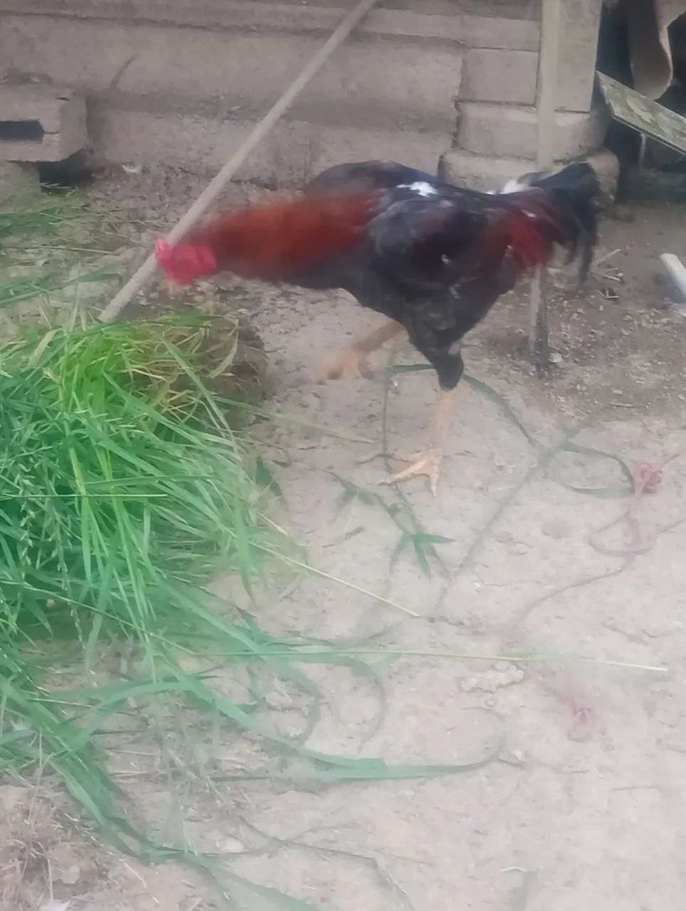 Galo - Foto 2