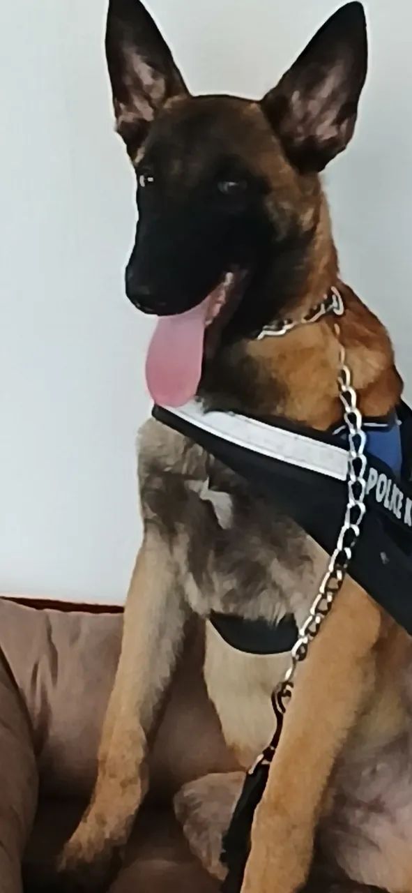 Adestrador de cães  - Foto 3