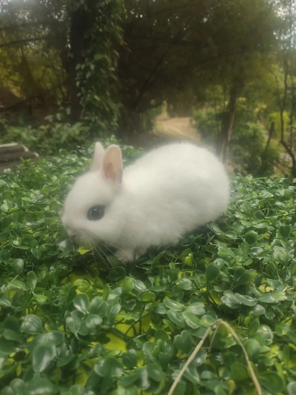 Coelhos  - Foto 3