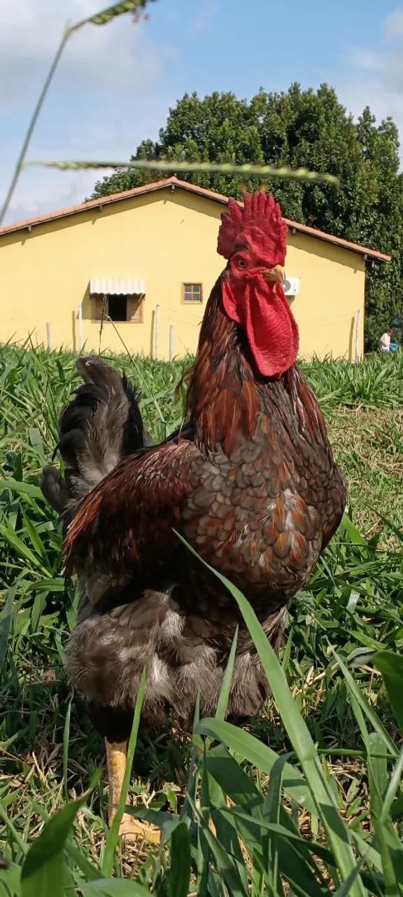 Frango GSB com ótima genética  - Foto 3