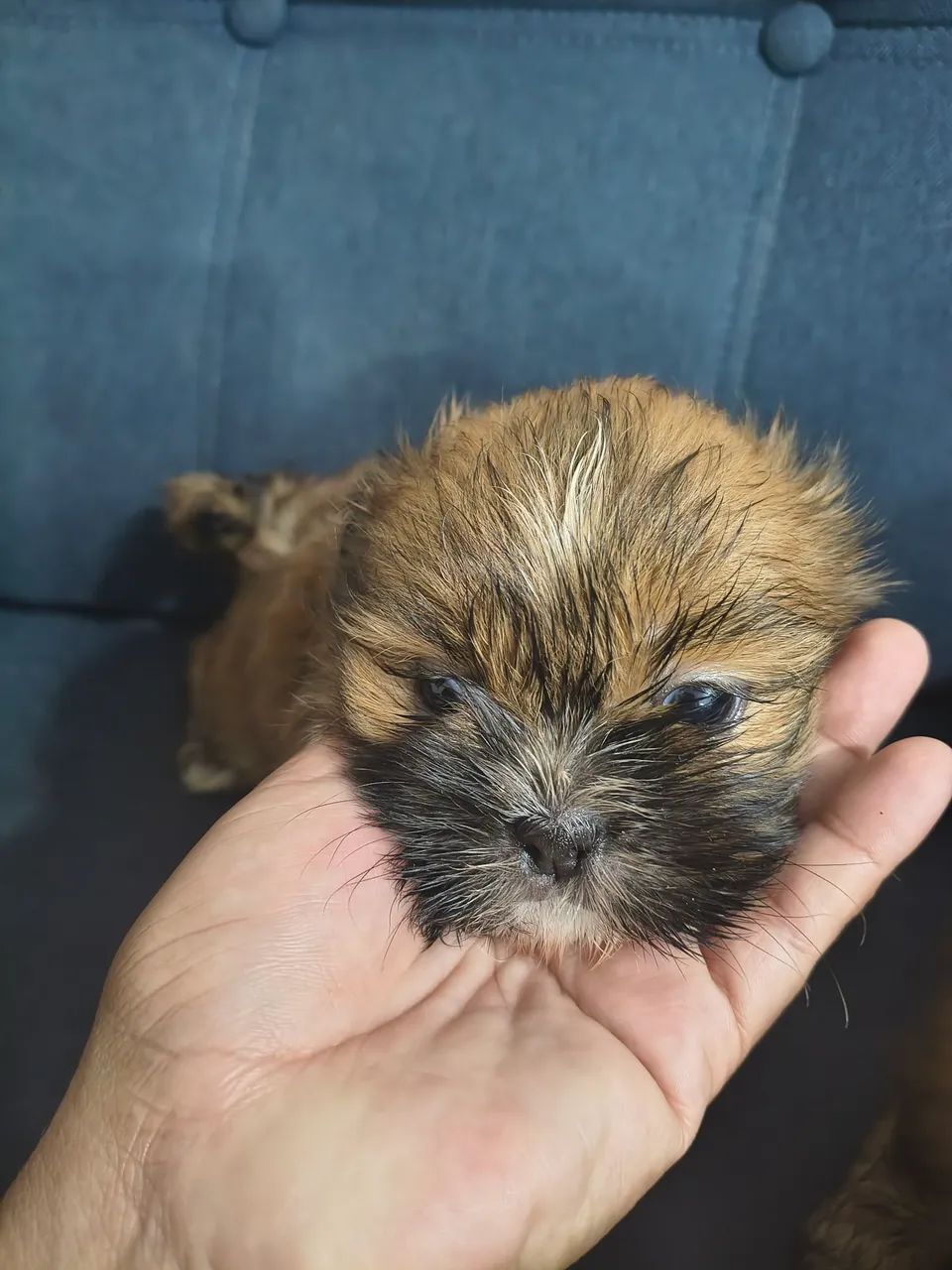 Cachorro Shitzu  - Foto 3