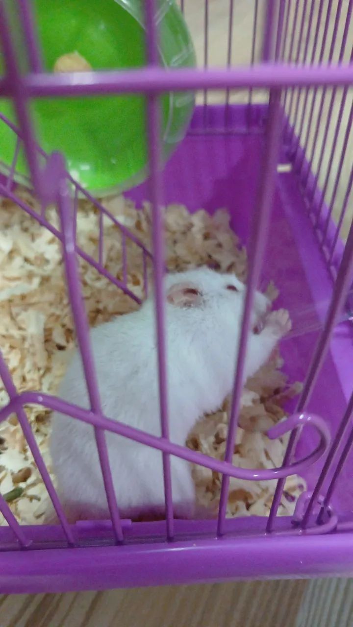 Vendo gaiola e hamster - Foto 2