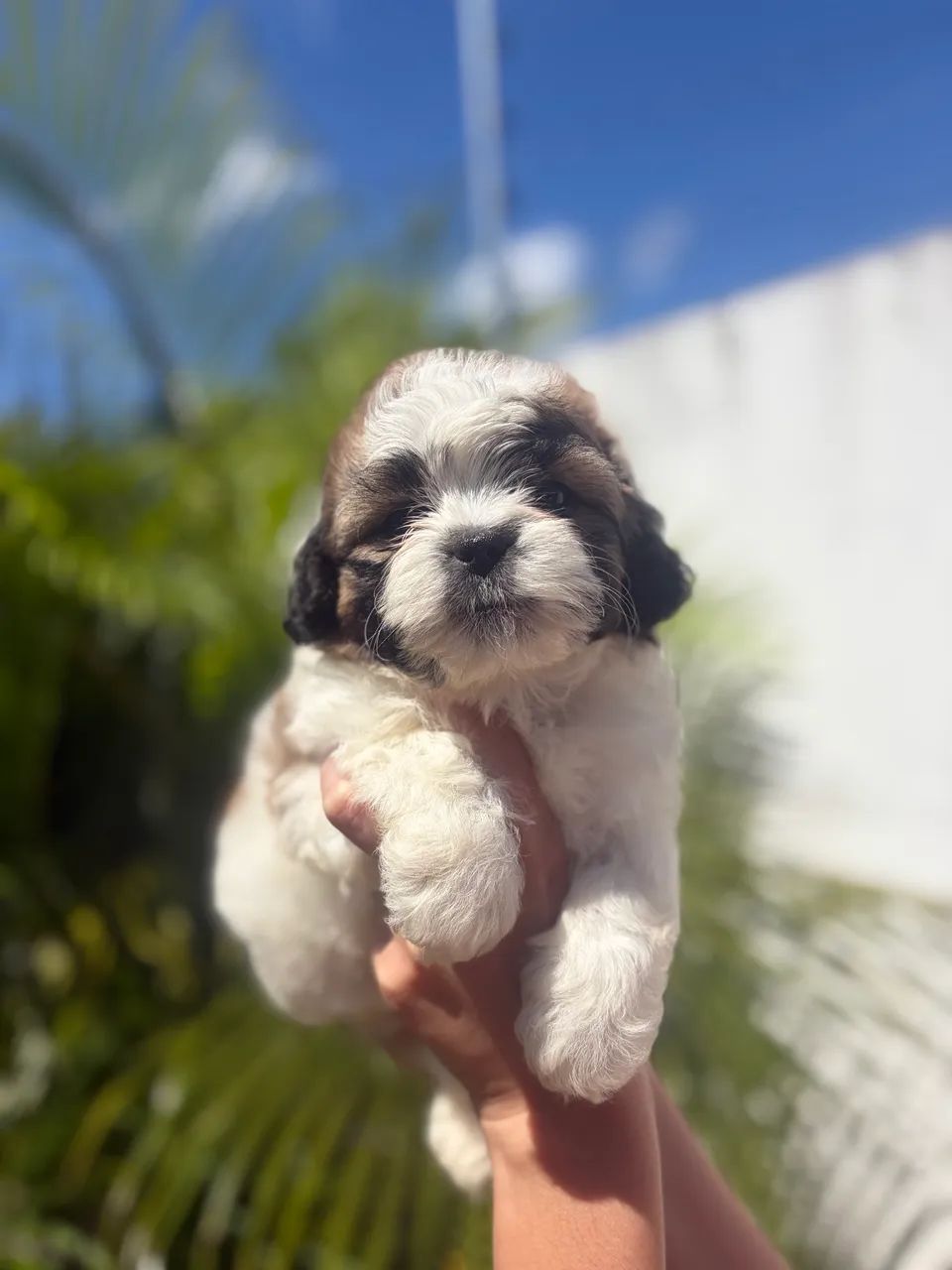 Shih tzu MACHO - Foto 2