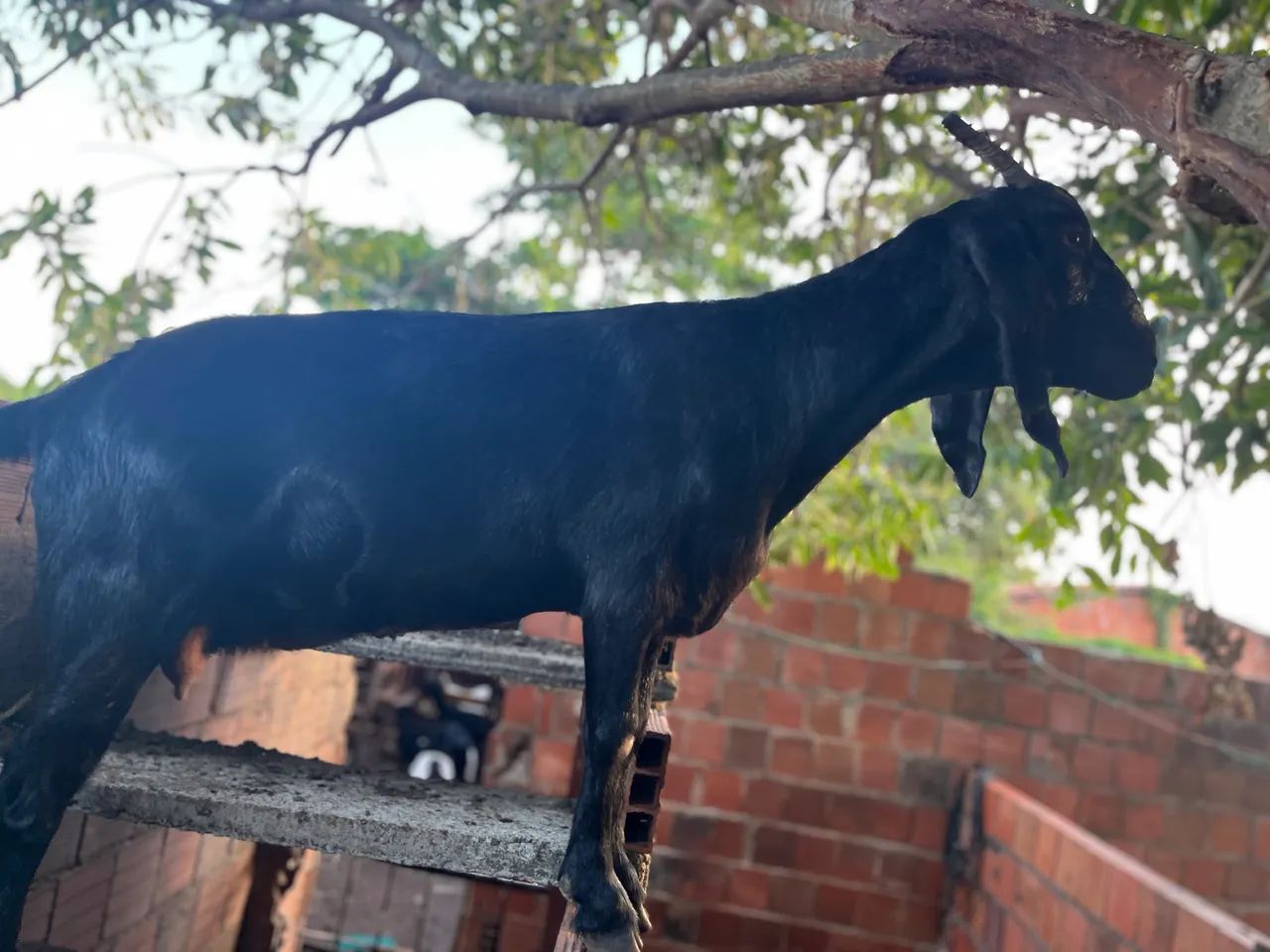 Cabra anglo nubiano amojada  - Foto 5