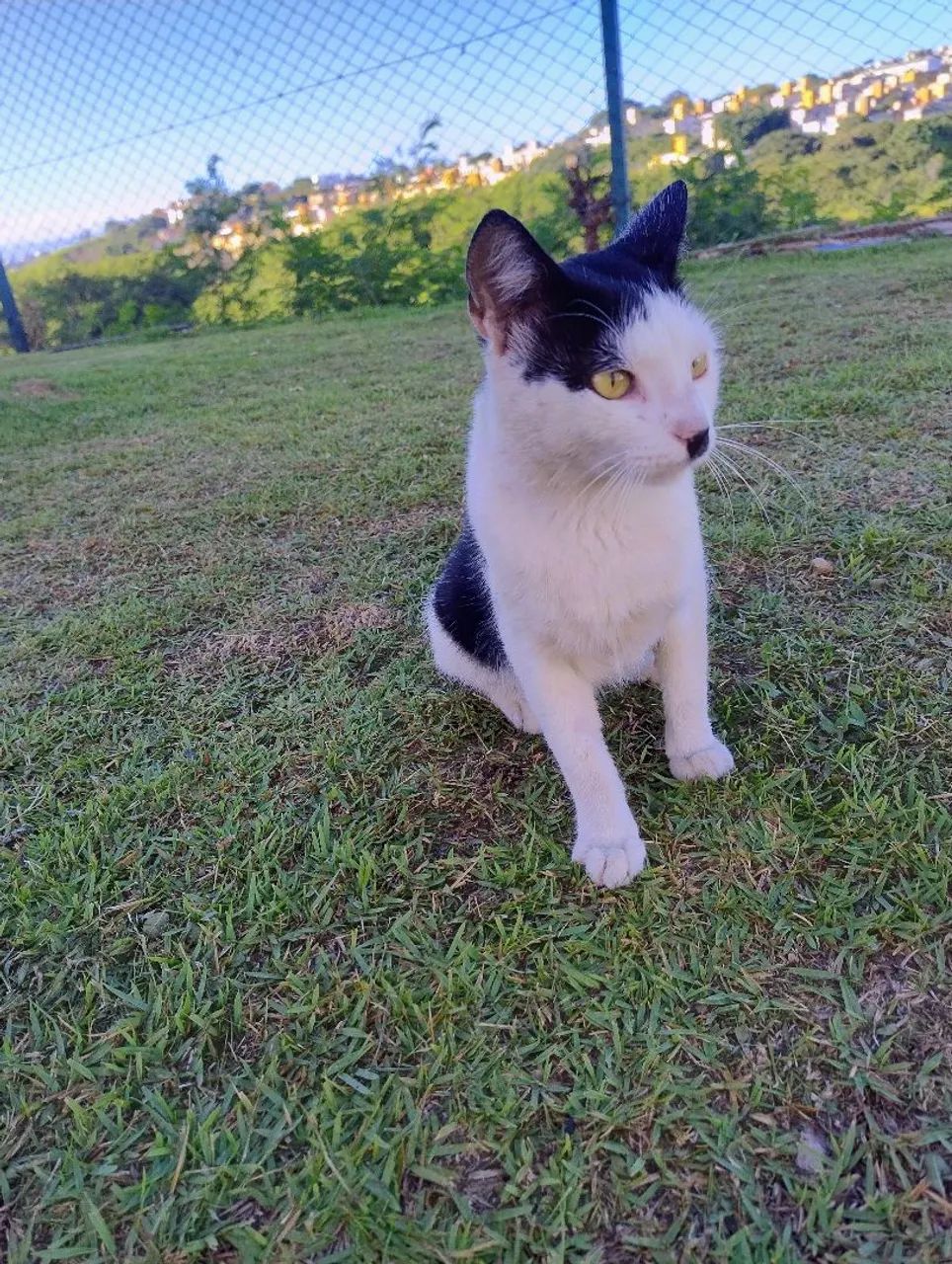 Charles Chaplin felino gatinho adoção responsável  - Foto 3