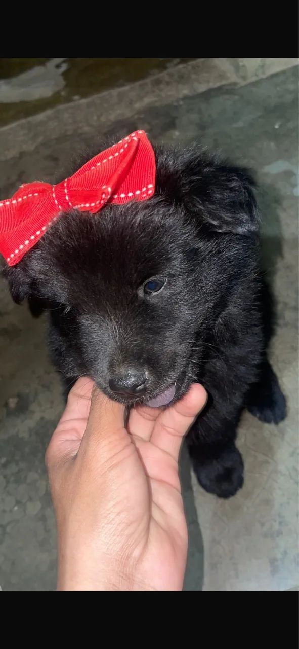 Chow Chow  - Foto 3