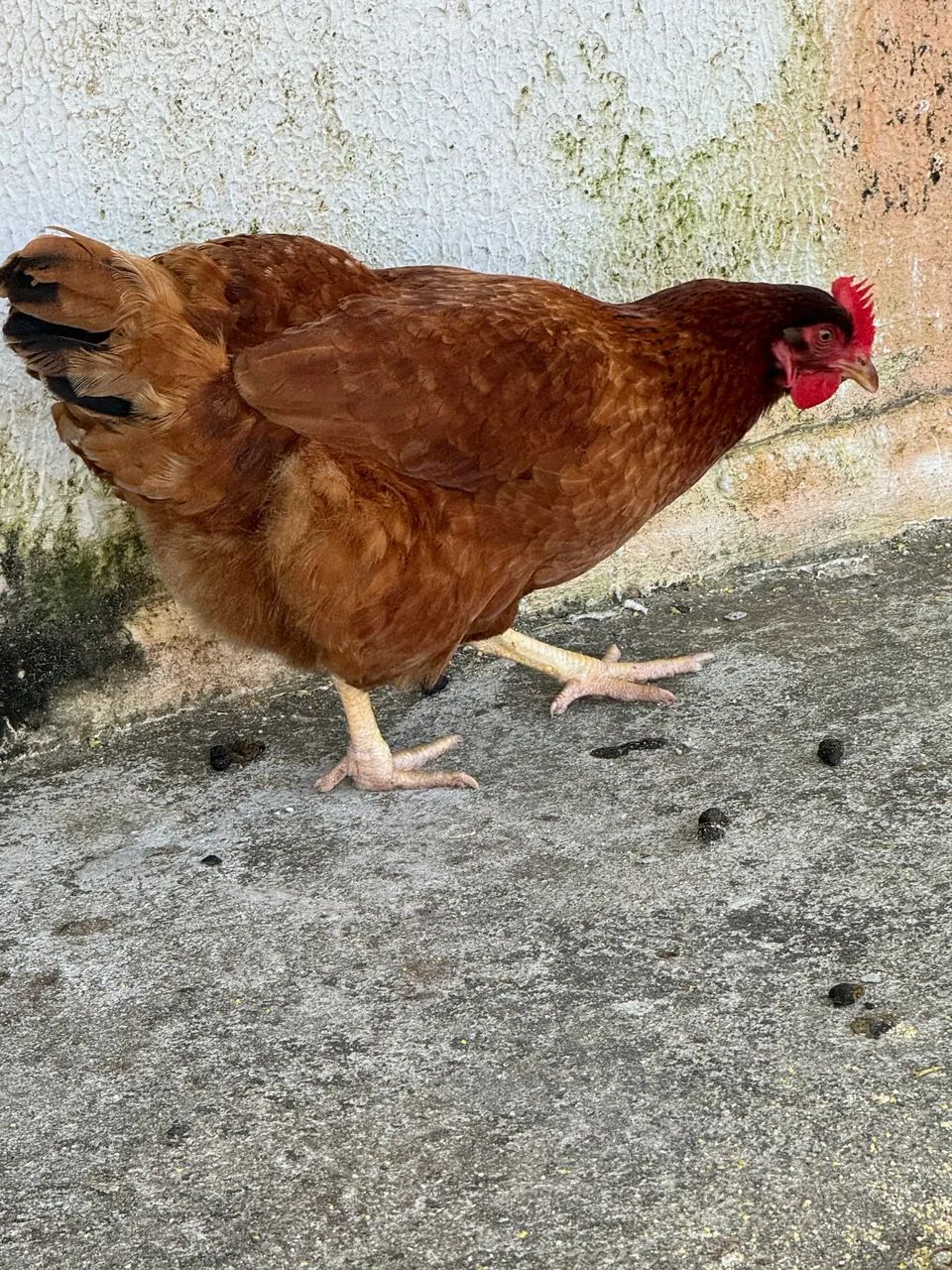 Galinha e galo - Foto 2