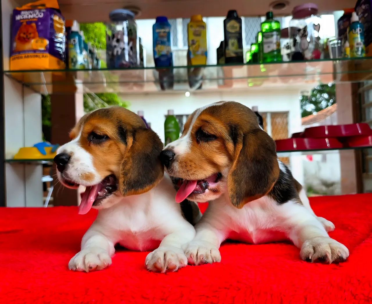 Filhotes de Beagles 13 POLEGADAS, OS MENORES QUE EXISTEM - Foto 2