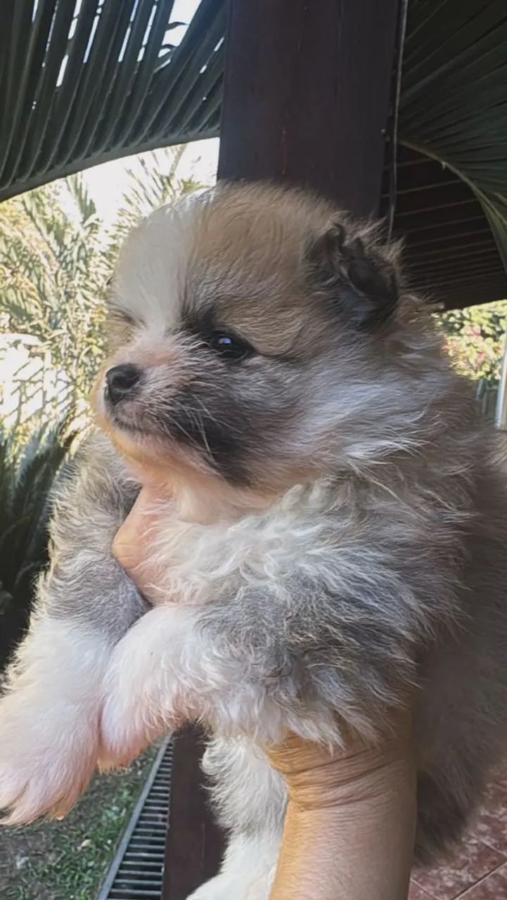 Filhotes spitz Alemão - Foto 2